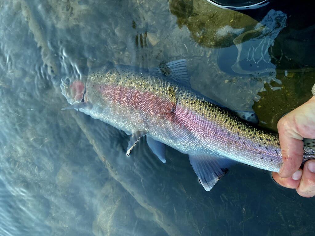 Fishing For Idahos Iconic Steelhead Fishing In Idaho