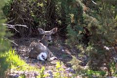 Deer at MK Nature Center