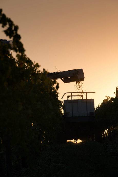 Harvesting Grapes at Skyline Vineyards.