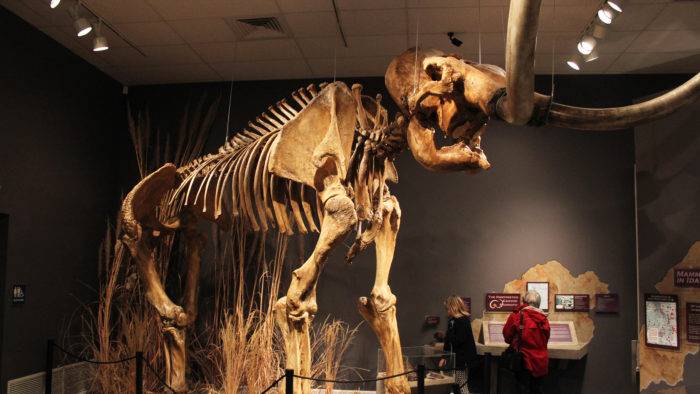 Herrett Center for Arts and Science Mammoth Skeleton