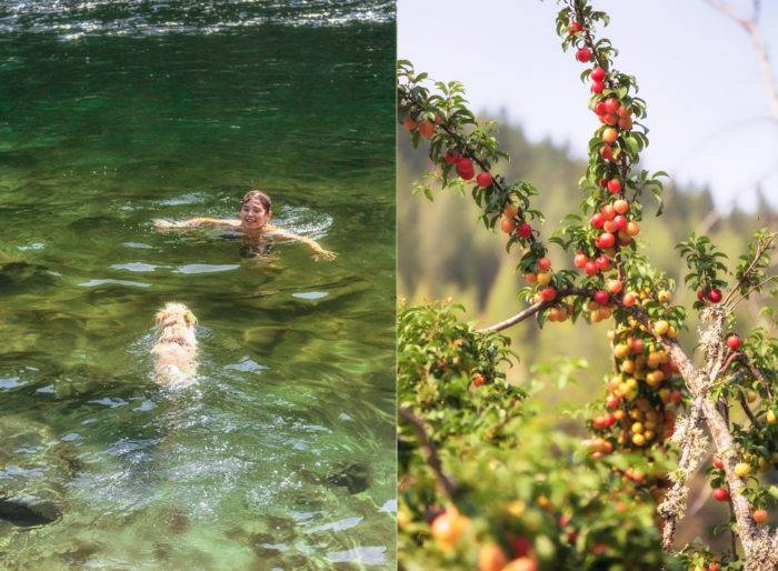 Photo collage: boy & dog swimming in river, local plants