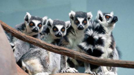 Lemurs at Zoo Boise.