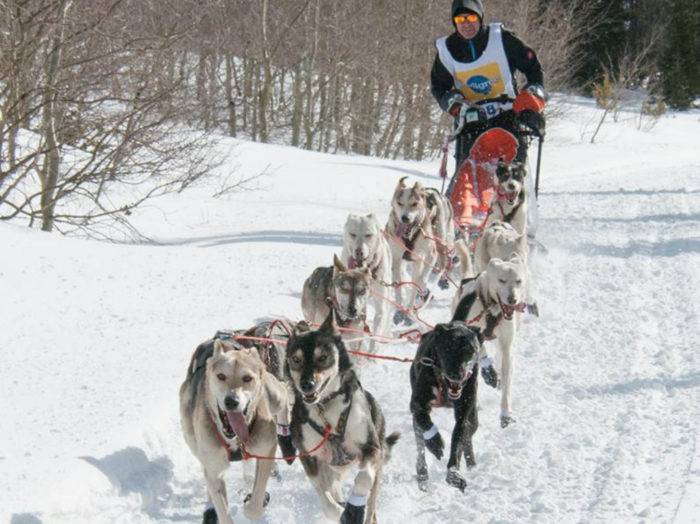 Dogsled race at Great Snow Fest in Teton Valley.