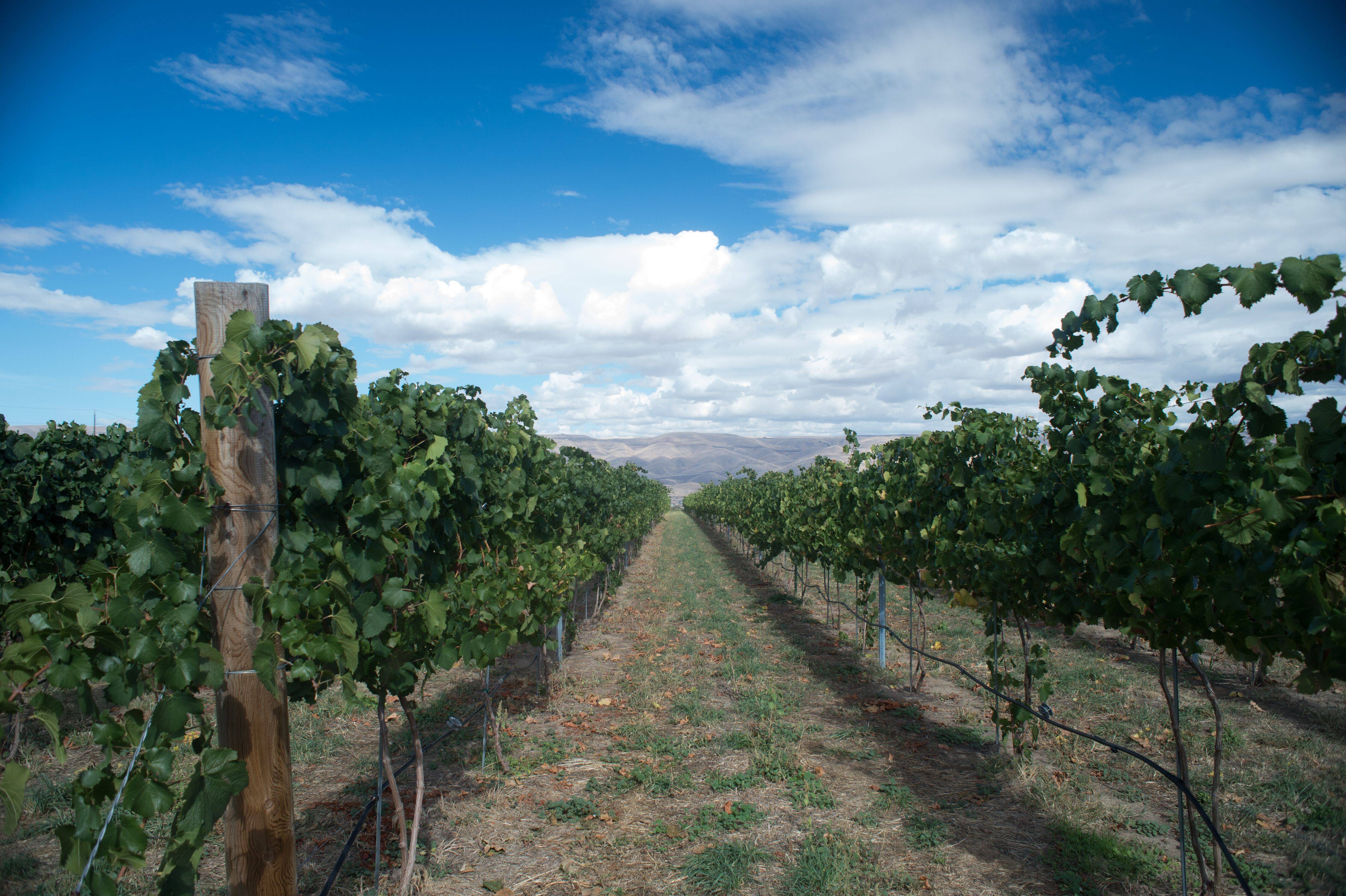 Northern Idaho Wine Region Lewiston Wineries Visit Idaho