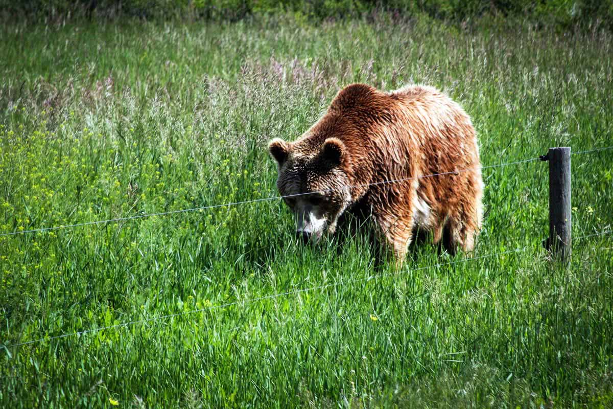 Yellowstone Bear World Visit Idaho