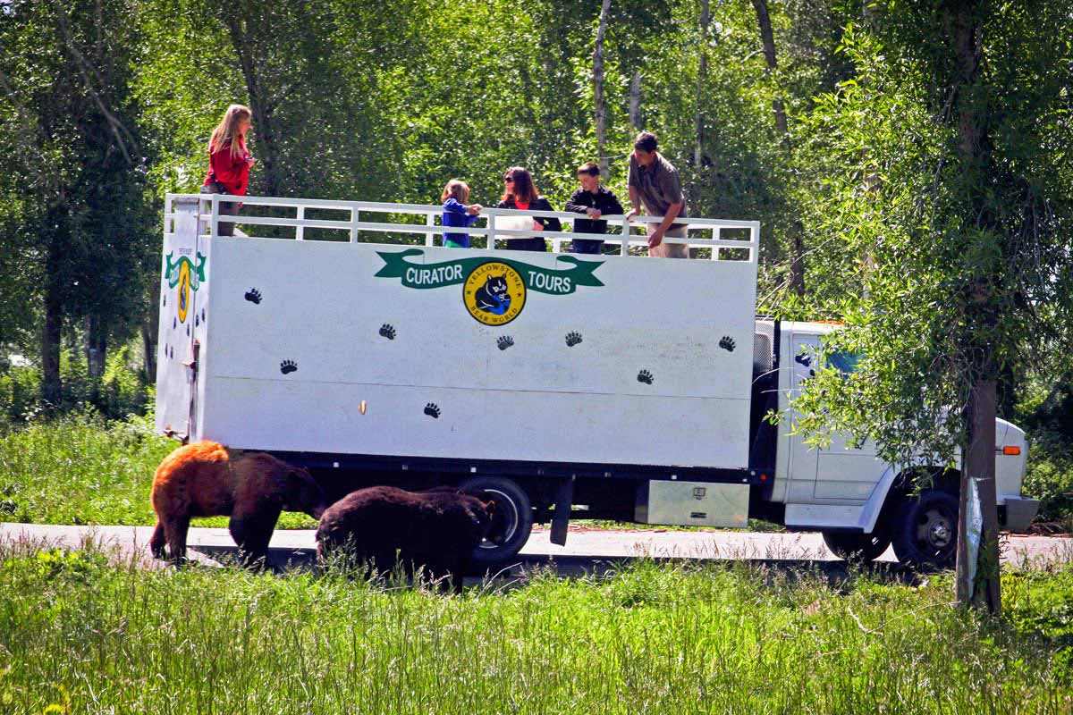 bear tour yellowstone