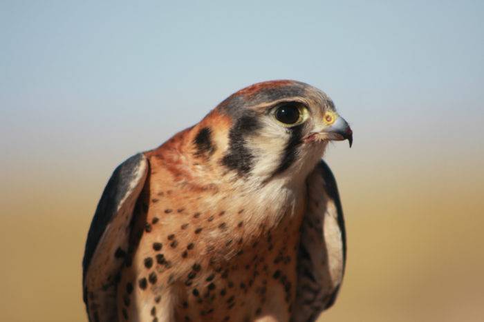 idaho birds of prey list