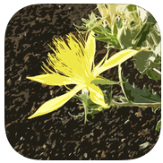 Craters of the Moon flower app