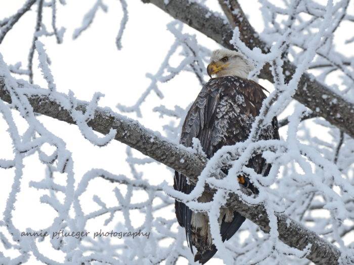 Eagle watching, Bonners Ferry. Photo Credit: Annie Pflueger