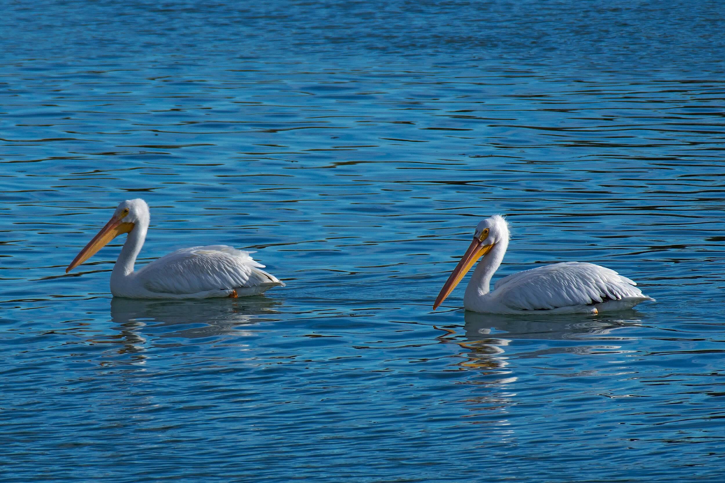 Lake Walcott State Park Visit Idaho