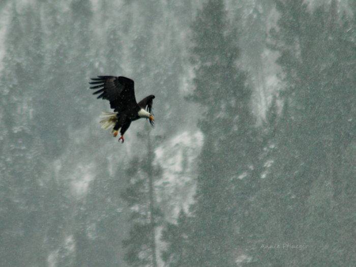 Idahos Top Eagle Watching Spots Visit Idaho