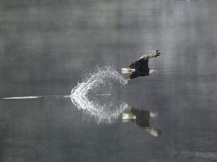 Eagle watching, Coeur d’Alene. Photo Credit: Lake Coeur d’Alene Cruises