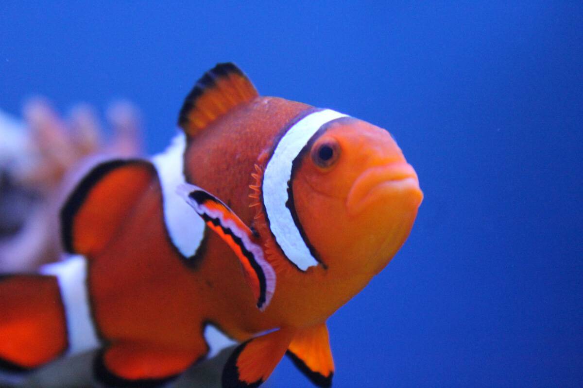 Aquarium of Boise | Visit Idaho