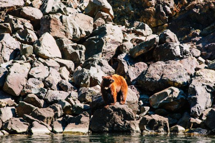 Ein Bär badet im Fluss.