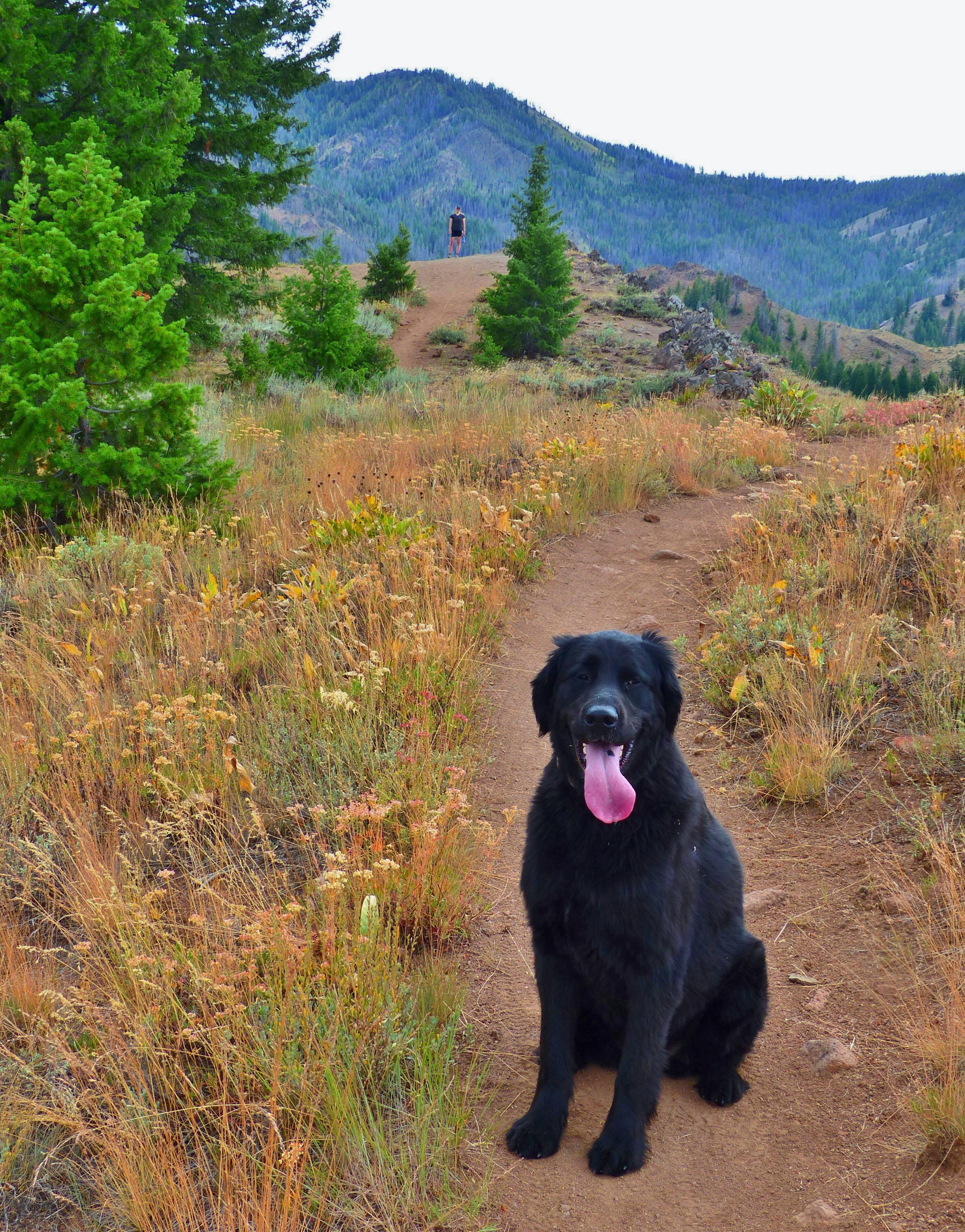 hikes near me for dogs