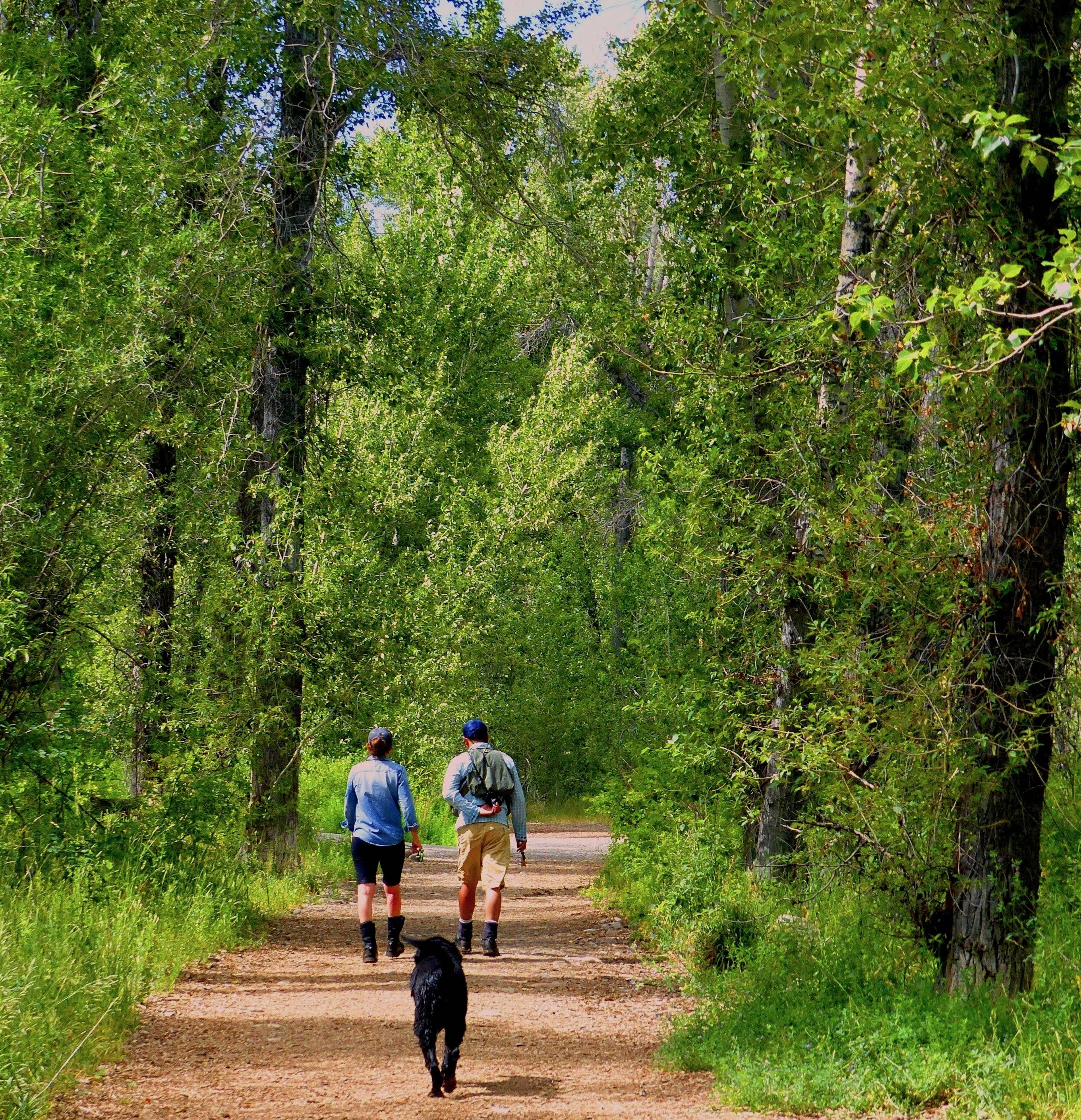 Easy Walking Trails Near Me