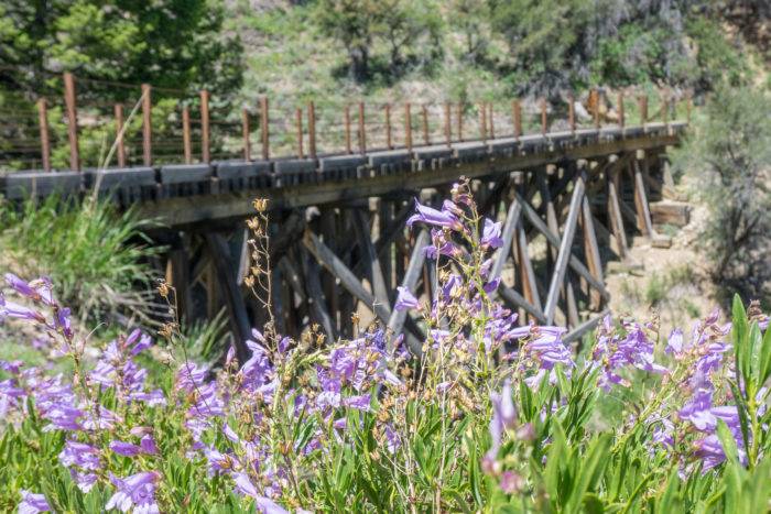 Trestle bridge surrounded by wildflowers.