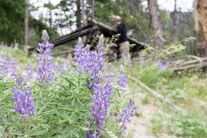wildflowers at historic site