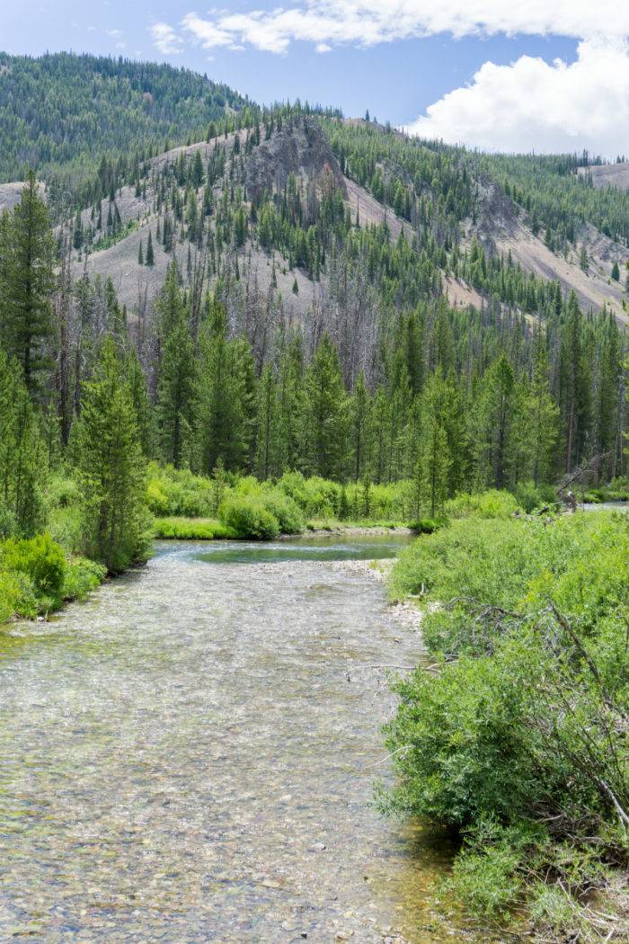 mountain river surrounded by foliage.