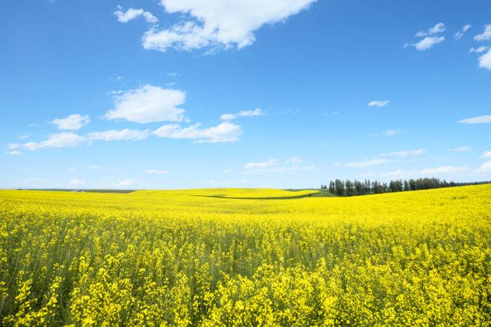 A field of gold Canola flowers on highway 95