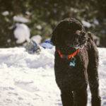 Playing in the snow, Boise. Photo Credit: Danielle Nicholson