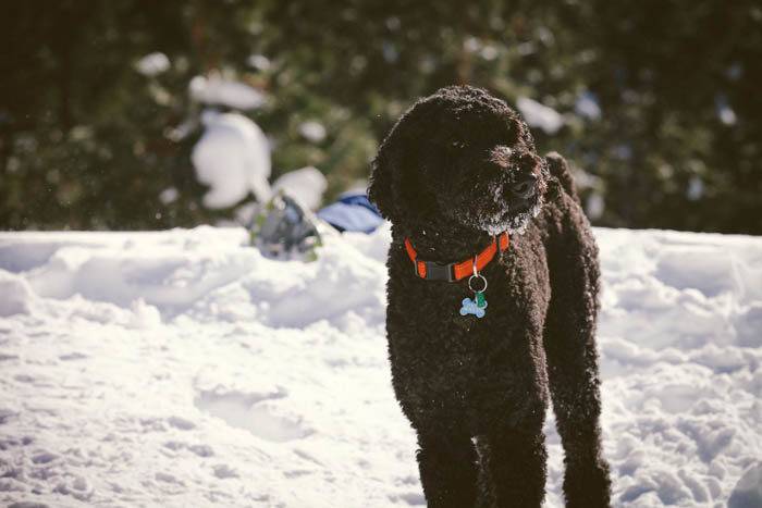 Playing in the snow, Boise. Photo Credit: Danielle Nicholson
