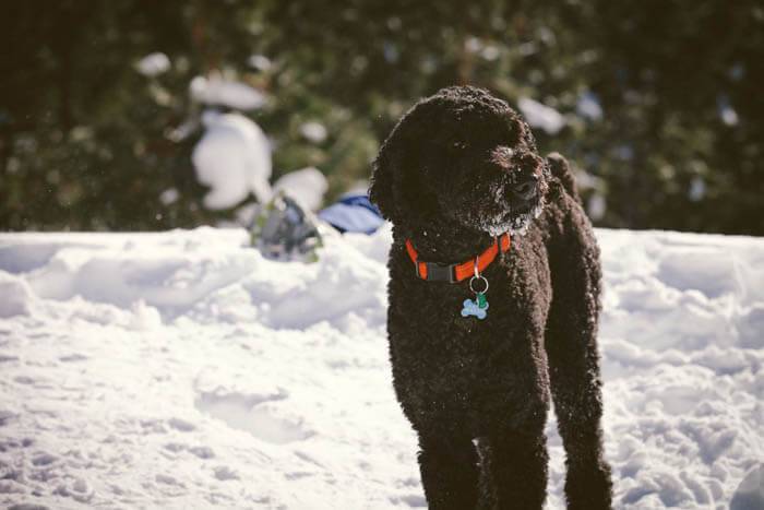 Playing in the snow, Boise. Photo Credit: Danielle Nicholson