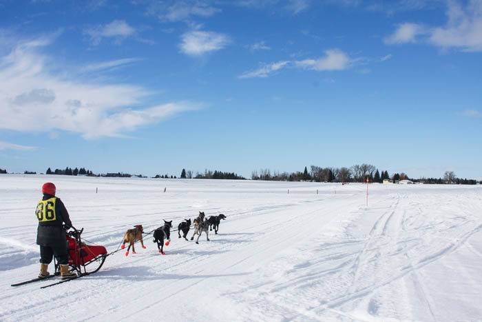 American Dog Derby, Ashton. Photo Credit: Idaho Tourism