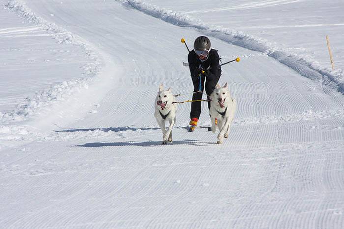 American Dog Derby, Ashton. Photo Credit: Idaho Tourism