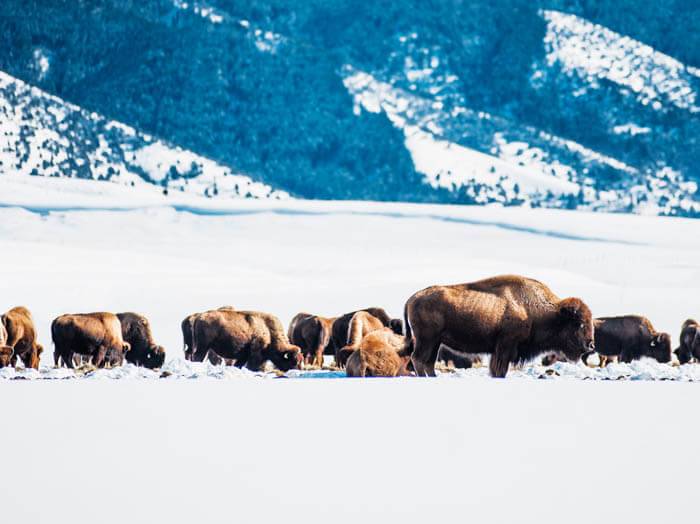 Bison, Victor. Photo Credit: Idaho Tourism