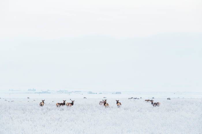 Elk, Chesterfield. Photo Credit: Idaho Tourism