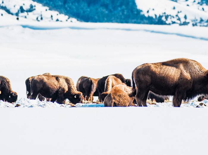 Idaho Idaho Wildlife Viewing/Birding Visit Idaho