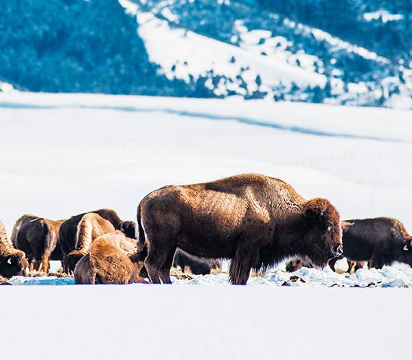 Bison, Victor. Photo Credit: Idaho Tourism