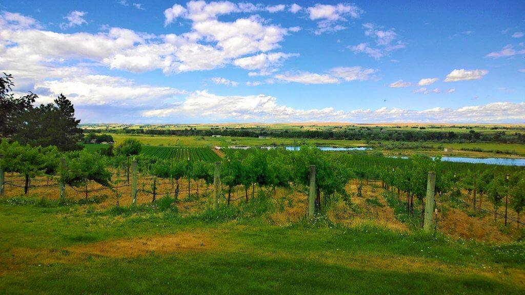 Rows of grape vines beneath a blue sky, with farmland in the distance.