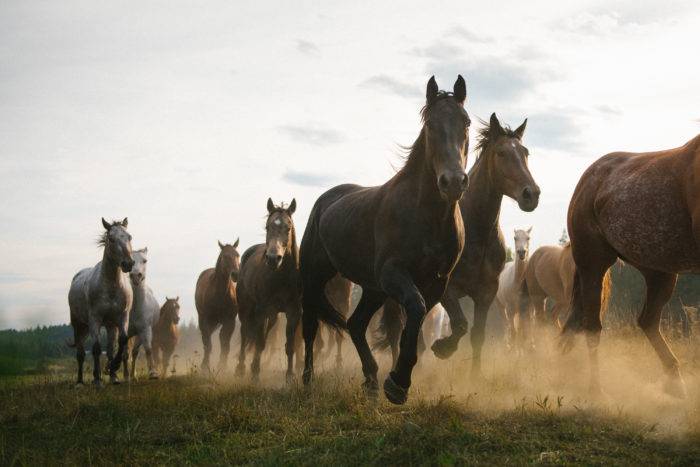 large herd of horses running