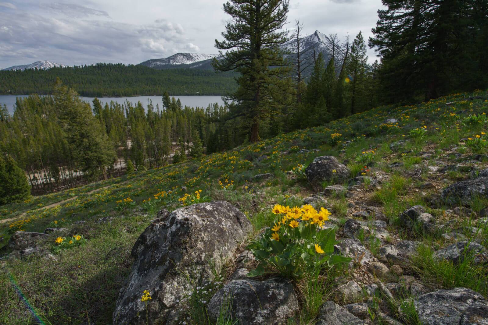 Idaho's Springy Point: Where the Mountains Meet the Lake