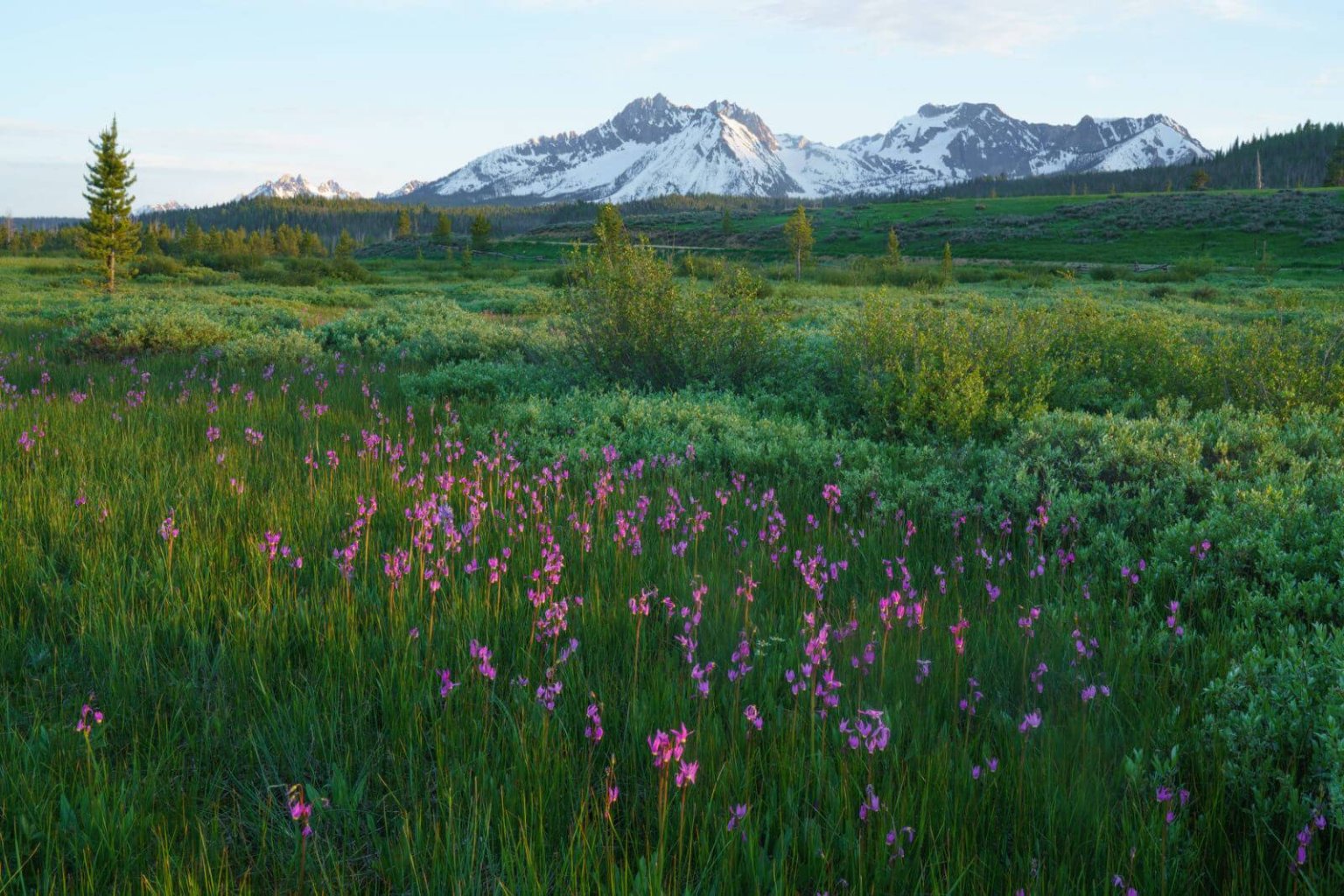 6 Must See Places to View Idaho’s Spring Wildflowers Visit Idaho