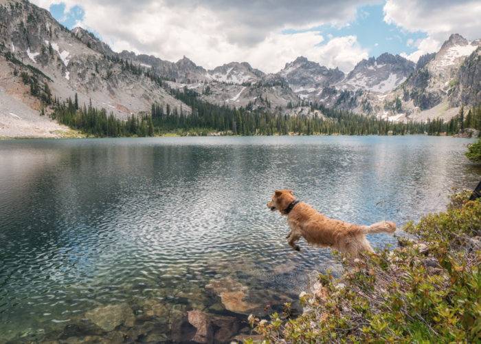 dog jumping into a lake