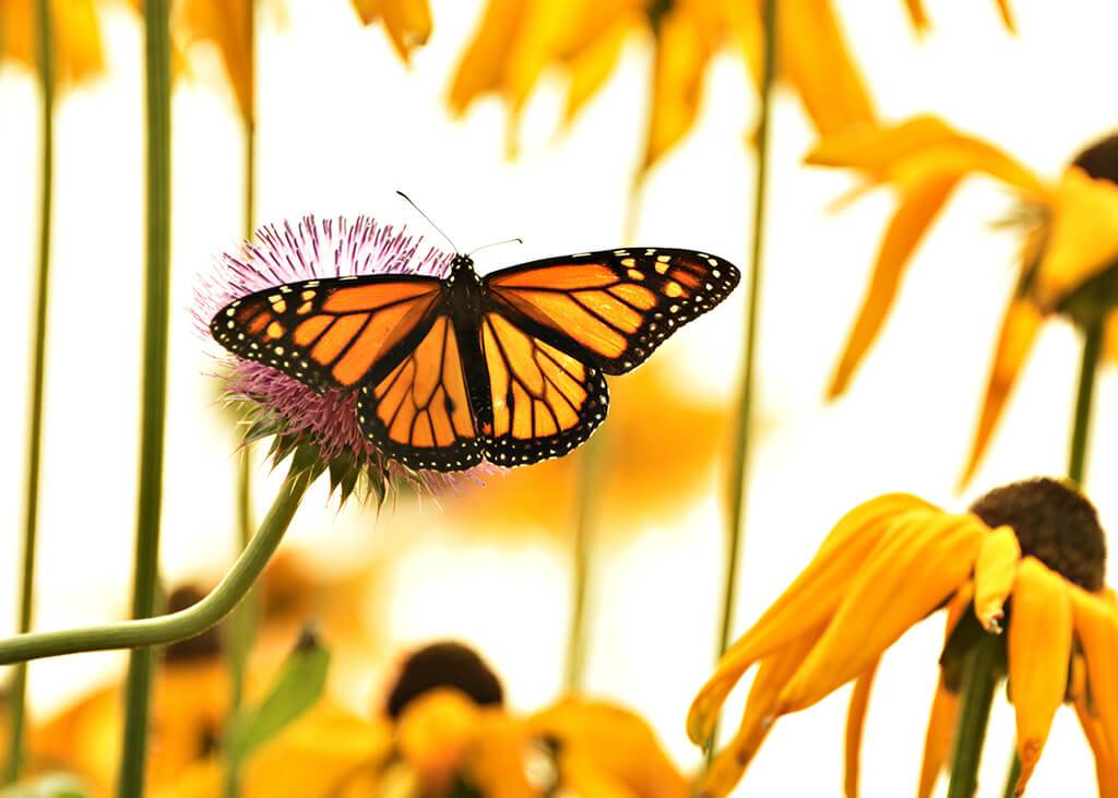 The Butterfly Haven - Visit Idaho