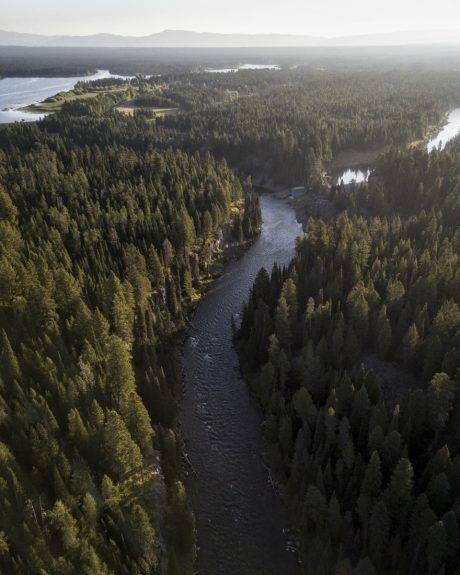 forest with a river