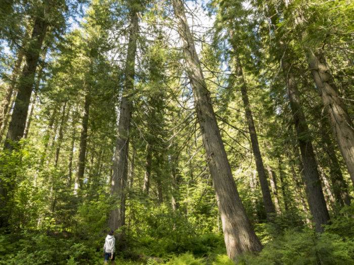 DeVoto Memorial Cedar Grove, near Lowell. Photo Credit: Idaho Tourism.