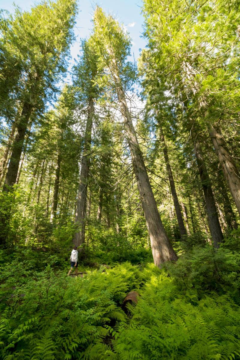 DeVoto Memorial Cedar Grove, near Lowell. Photo Credit: Idaho Tourism.