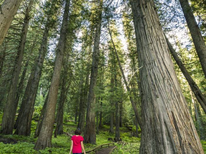 DeVoto Memorial Cedar Grove, near Nordman. Photo Credit: Idaho Tourism.