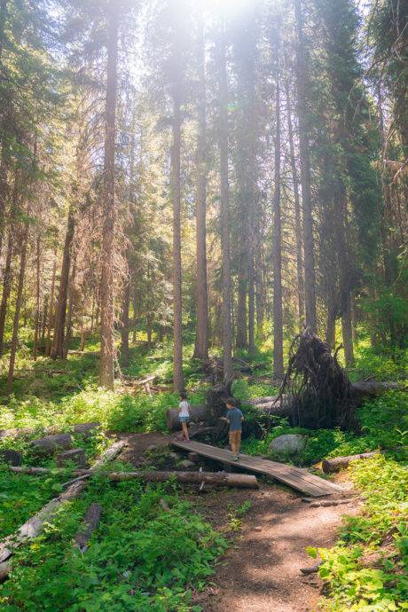 family hiking in the forest