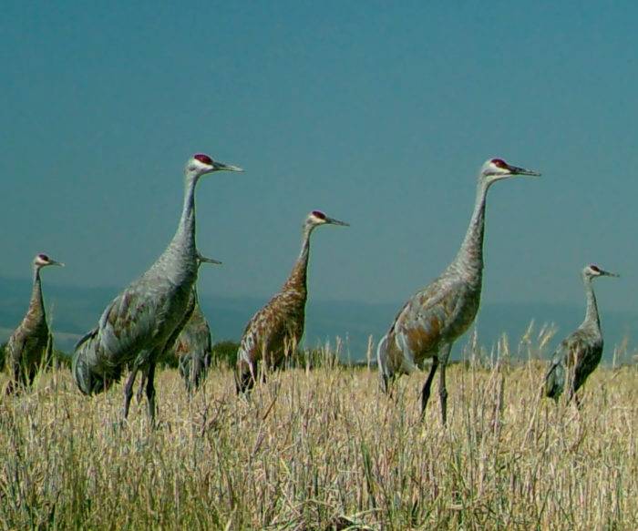 Spot Sandhill Cranes in Idaho This Fall Visit Idaho