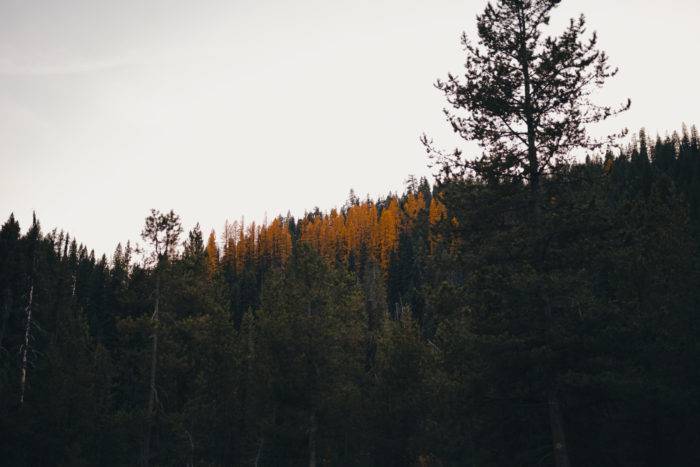 yellow western larch warm lake