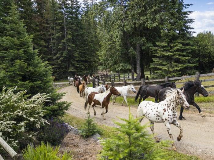 The horses at Western Pleasure Ranch help kick start the day. Photo Credit: Idaho Tourism.