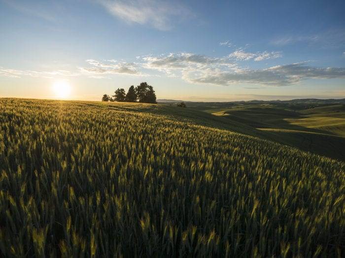 Don’t miss out the rolling hills of the Palouse near Moscow. Photo Credit: Idaho Tourism.