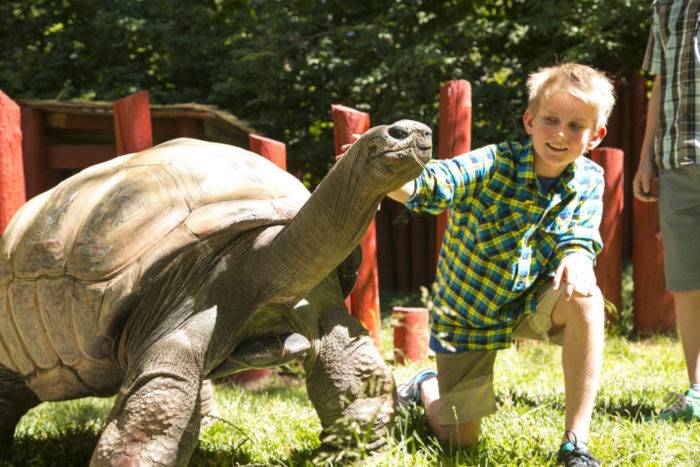 Smiling young boy wearing tan shorts and green plaid short sleeve shirt touches a giant tortoise.