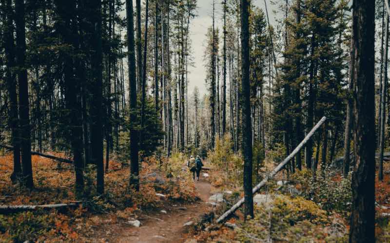 Take a stroll near Louie Lake. Photo Credit: Sam Brockway.
